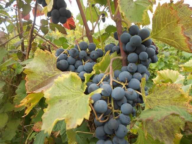 Виноград молдова: описание сорта, отзывы, фото