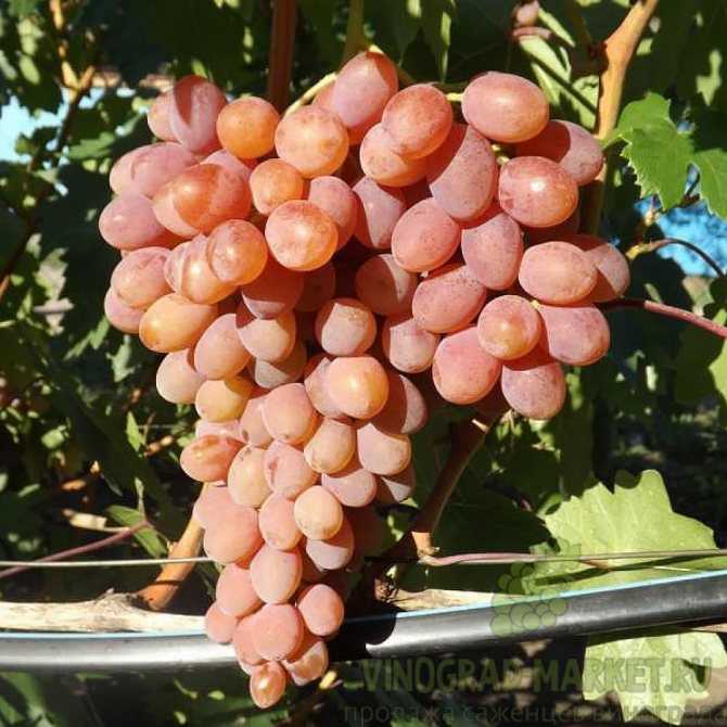 Проверенный временем популярный сорт винограда «восторг»