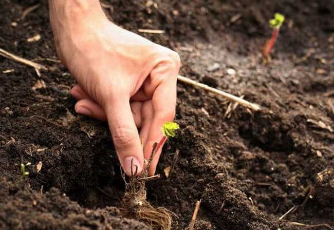 Как пересадить клубнику на новое место осенью: подготовка почвы и правила