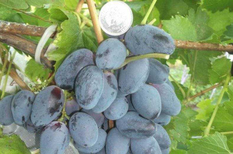 Как посадить великолепный виноград фурор: особенности ухода