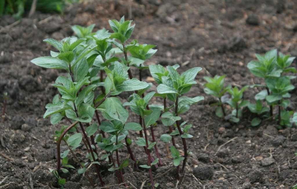 Как посадить мяту перечную в открытом грунте и ухаживать за ней: как выращивать