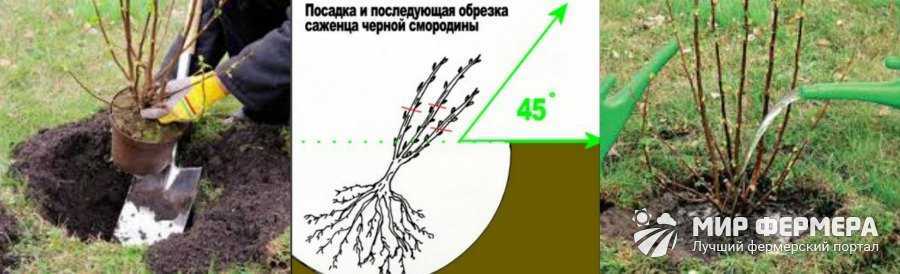 Смородина: описание и технология выращивания