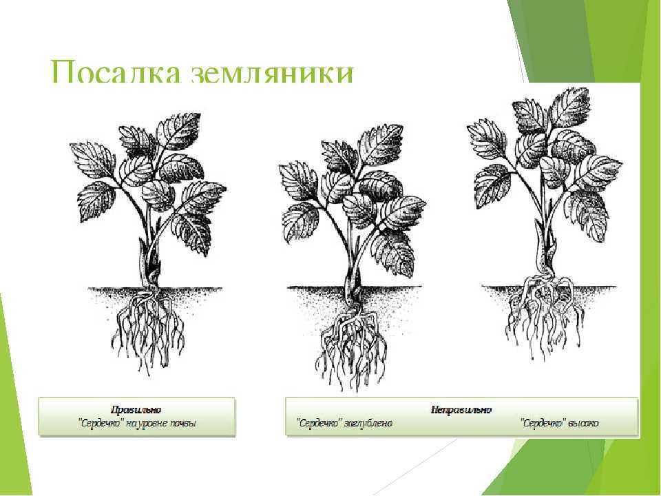 Агротехника выращивания клубники в открытом грунте: пошаговая инструкция, посадка и уход, выращивание и уход, нормы урожайности