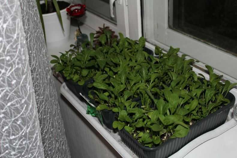 Семена колеуса: выращивание рассады в домашних условиях. как выглядят семена колеуса и в какие сроки надо сажать?