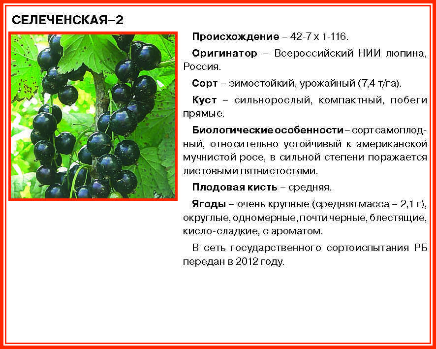 Смородина титания: описание сорта черной смородины, выращивание - посадка и уход
