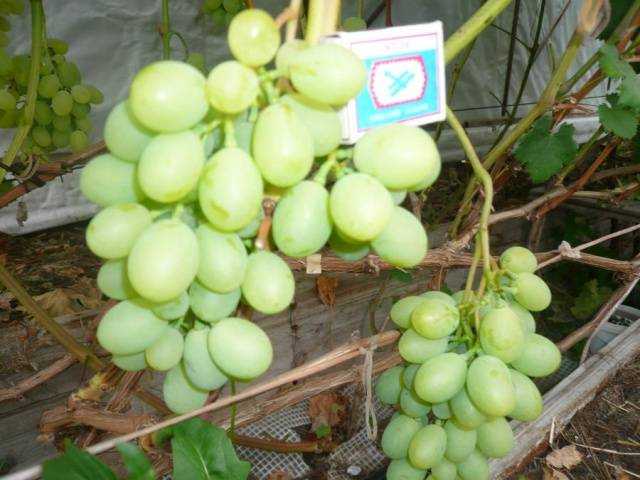 Виноград элегант: описание сорта, фото и отзывы садоводов