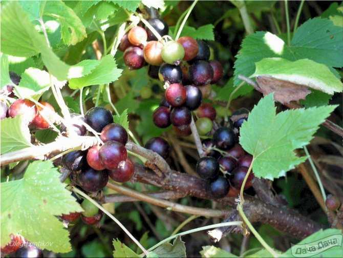 Урожайные сорта черной смородины с наиболее вкусными и крупными ягодами | садоводство и огородничество