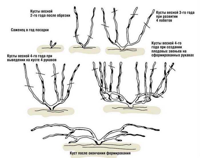 Обрезка барбариса: как подстригать летом? стрижка осенью и весной для начинающих. формирование куста