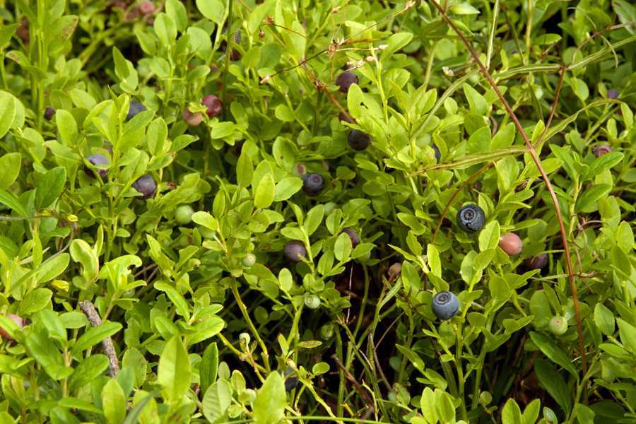 ✅ когда созревает черника: когда начинать собирать ягоды в лесу, сезон сбора в подмосковье и других регионах, как цветёт - tehnoyug.com