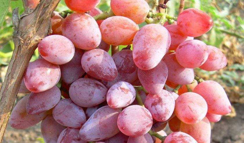 Виноград «тимур»: описание сорта, фото, отзывы