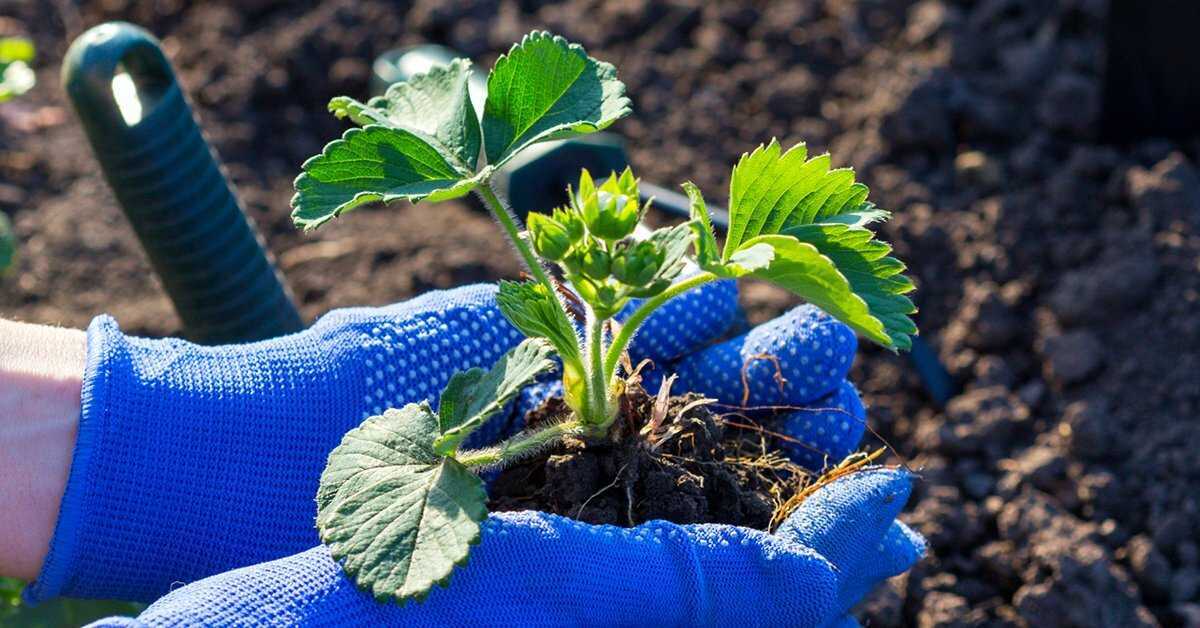 Как правильно посадить клубнику осенью в открытый грунт