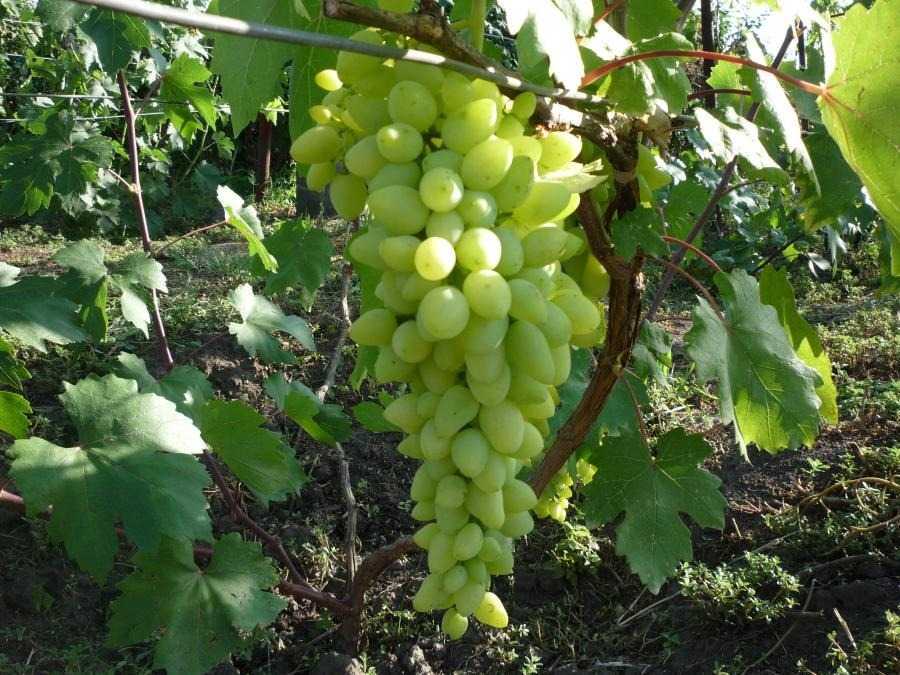 Виноград долгожданный: описание сорта