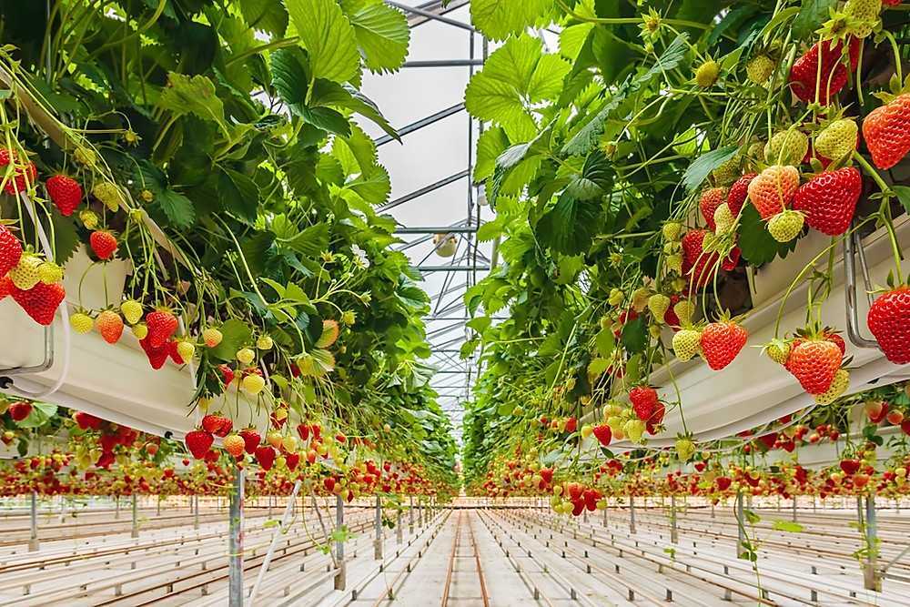 Выращивание клубники в теплице круглый год - технология голландская и русская
