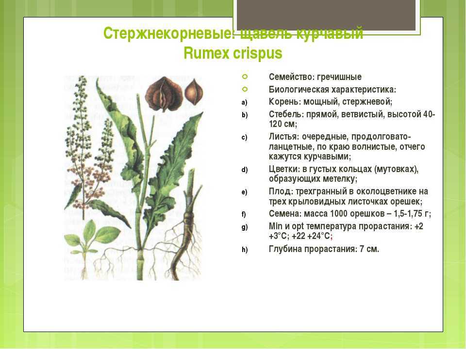 Щавель: травянистое растение, которое лечит все, от стоматита до рака