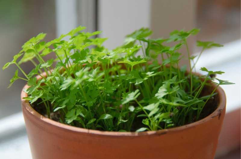 Когда сажать петрушку рассадой: каким способом правильно сеять листовую зелень, можно ли в улитке, а также нюансы выращивания в открытом грунте и в домашних условиях