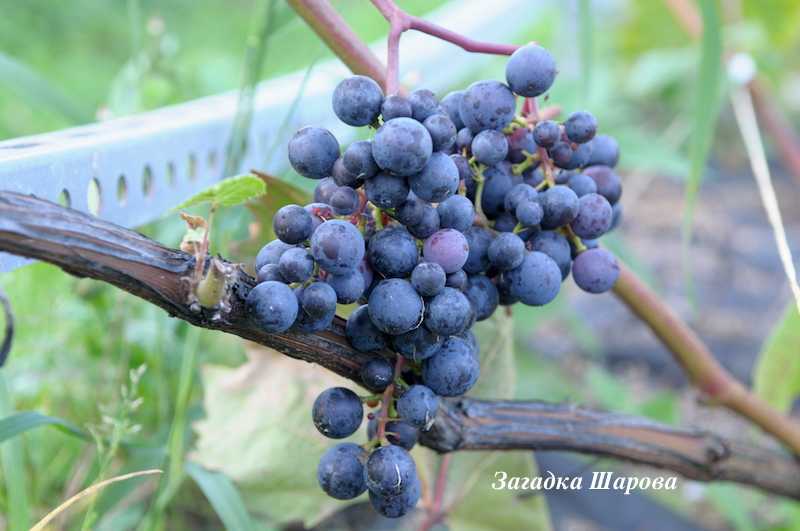 Сорт винограда загадка шарова, описание сорта с характеристикой и отзывами, особенности посадки и выращивания