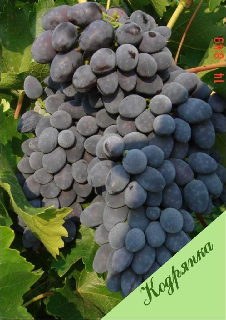 Описание сорта винограда фурор – когда размер имеет значение