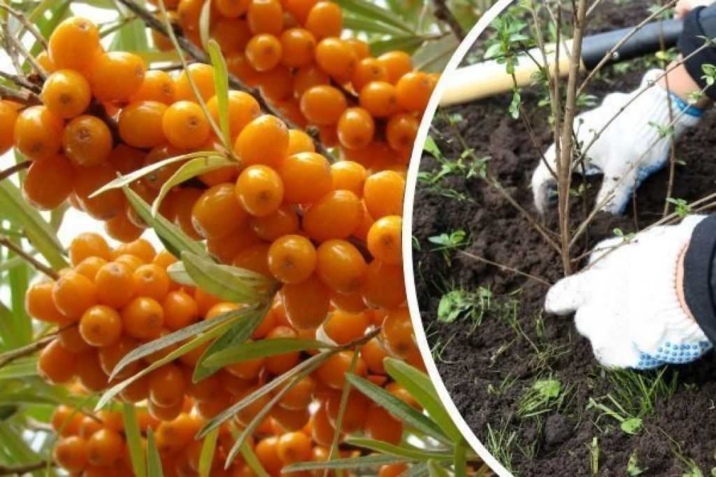 5 способов размножения облепихи: как черенковать и вырастить саженцы из семян, отводков и поросли