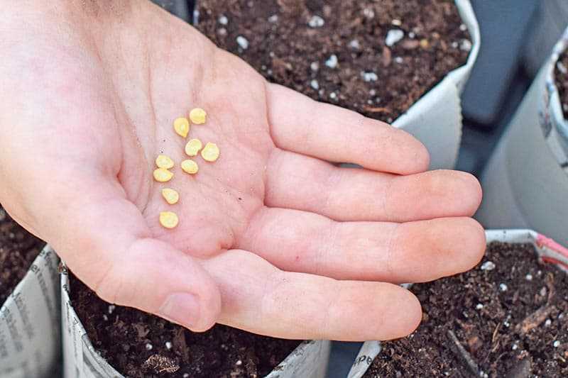 Выращивание алиссума (38 фото): посадка и уход за цветком в открытом грунте. как сажать семена в домашних условиях? можно ли сеять под зиму?