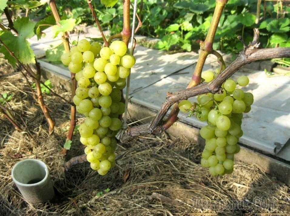 Сорт винограда тукай: описание, фото
