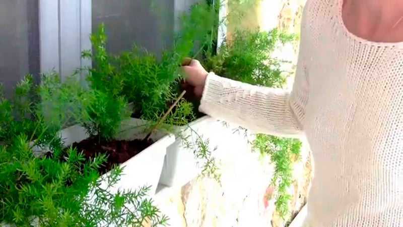 Выращивание пряных трав на подоконнике по простым инструкциям