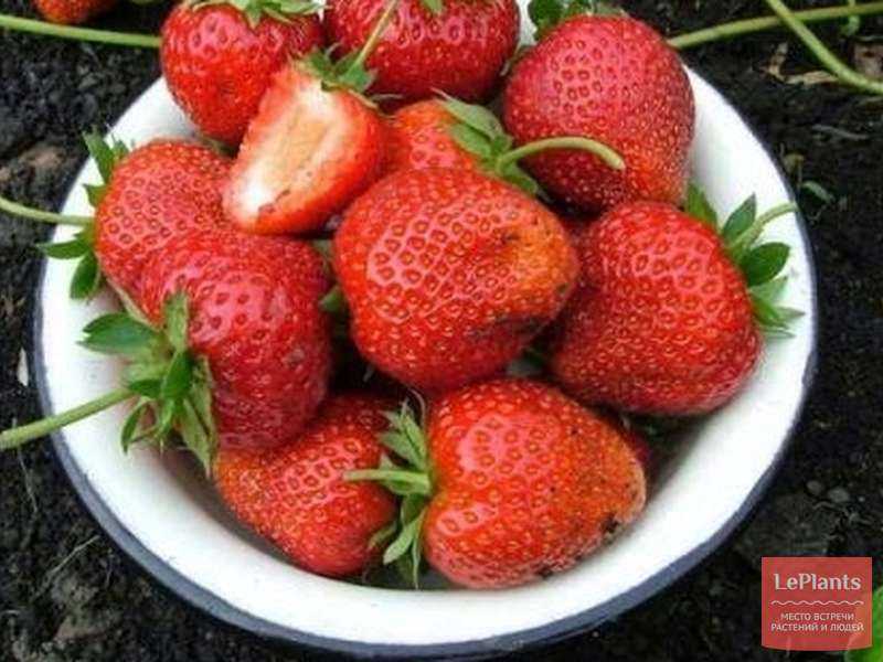 Клубника боровицкая: описание позднего ягодного сорта, отзывы и фото дачников, которые выращивают