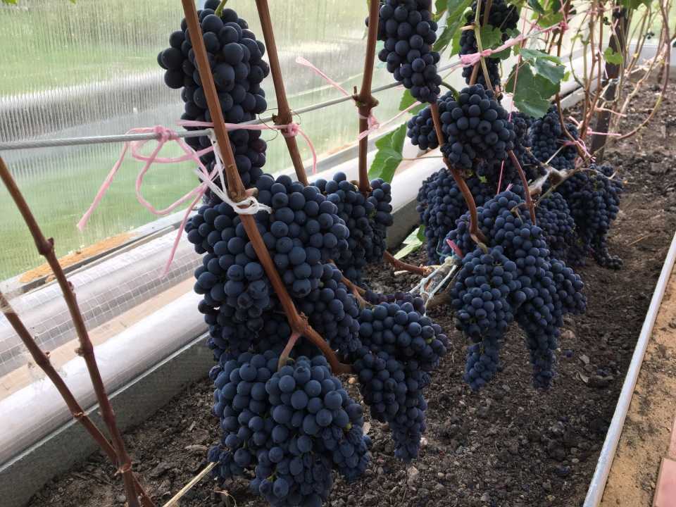 Высокоурожайный сорт винограда для северных регионов — «памяти домбковской»