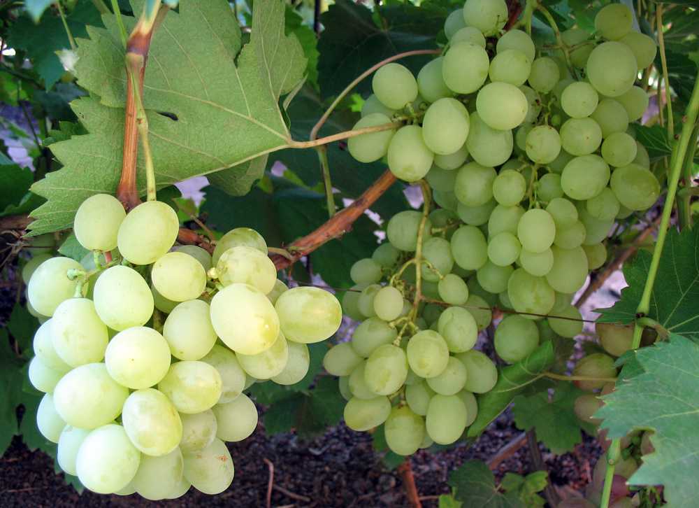 Виноград Ванюша: описание сорта, фото, отзывы виноградарей. Рекомендации по выращиванию и уходу.