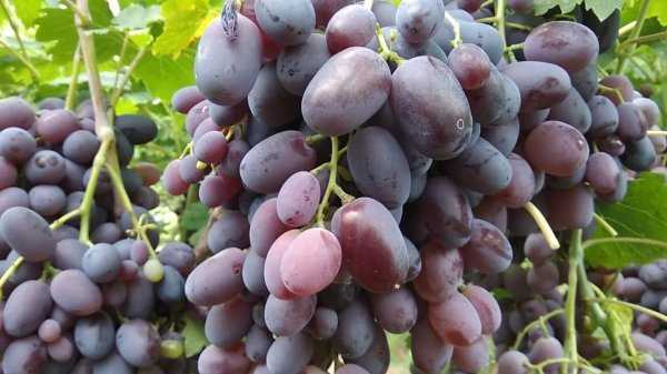 Виноград "фуршетный": описание сорта, фото, отзывы