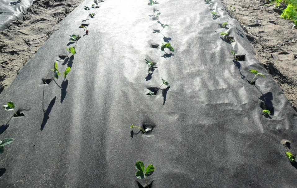 Как посадить клубнику под черную ткань