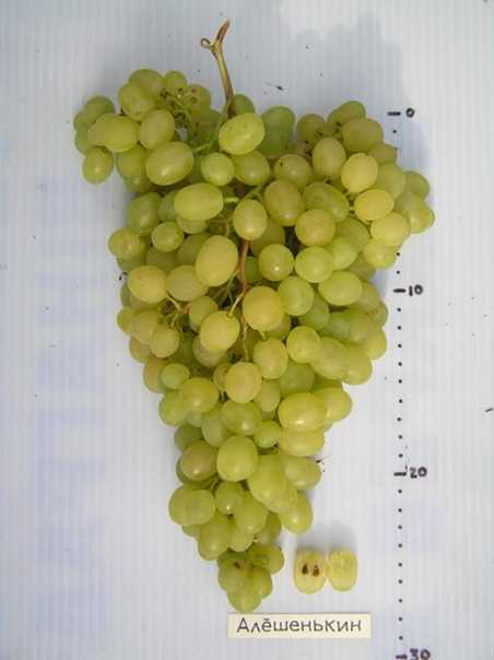 Виноград алешенькин: описание и характеристики столового сорта, особенности посадки и ухода + отзывы виноградарей