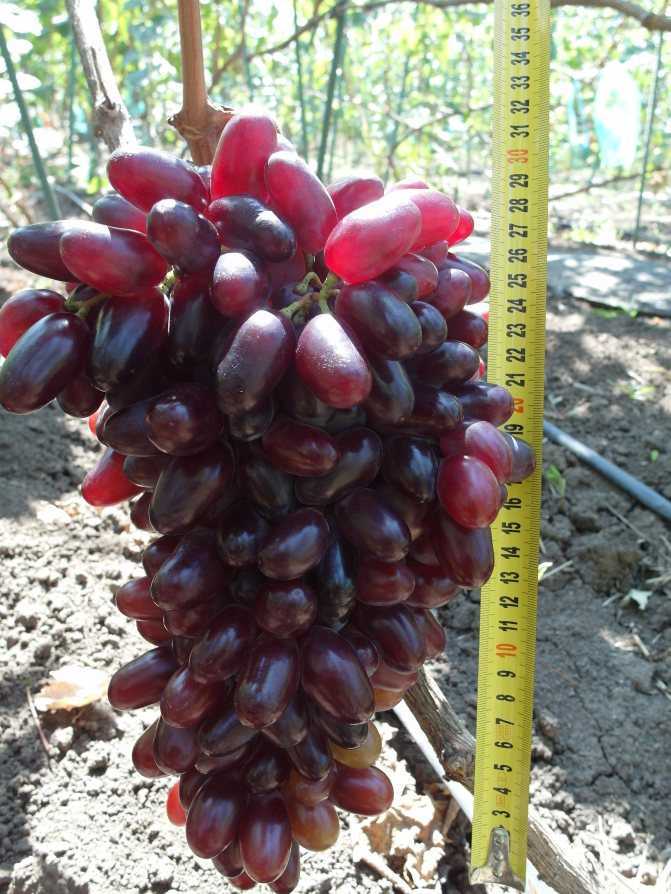 Виноград байконур: описание и характеристики сорта, выращивание с фото