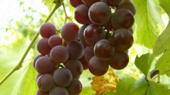Виноград лидия, сорт винограда лидия