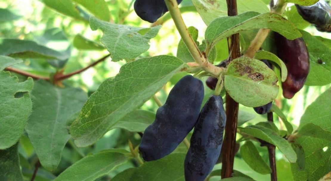 Опыление вишни - какие нужны условия для обильного урожая