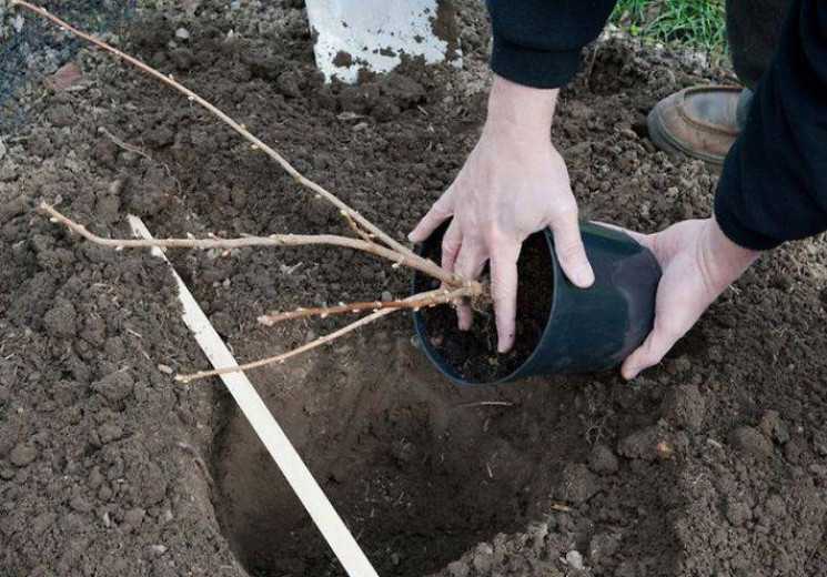 Как посадить смородину осенью саженцами и черенками: сроки и правила – 4 сезона огородника