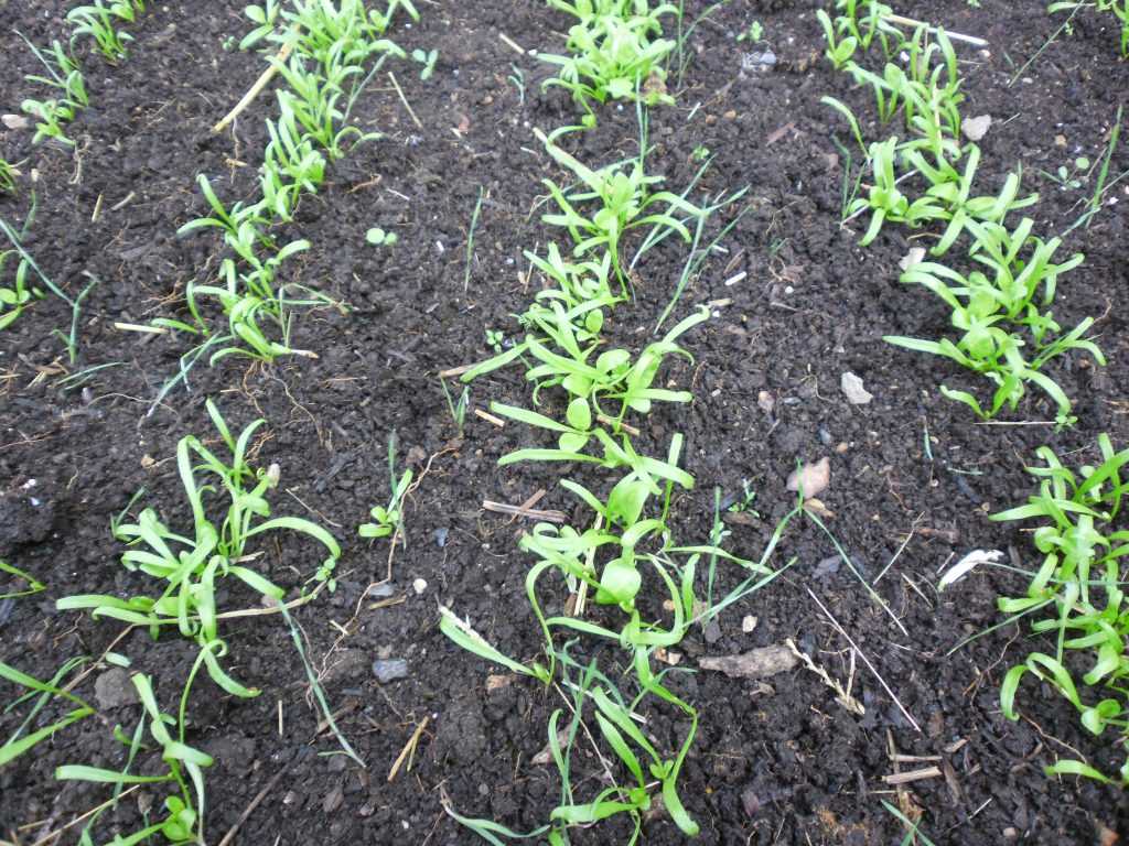 Новозеландский шпинат (тетрагония): выращивание из семян