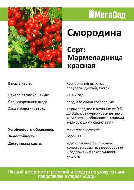 Красная смородина мармеладница описание сорта фото отзывы - скороспел