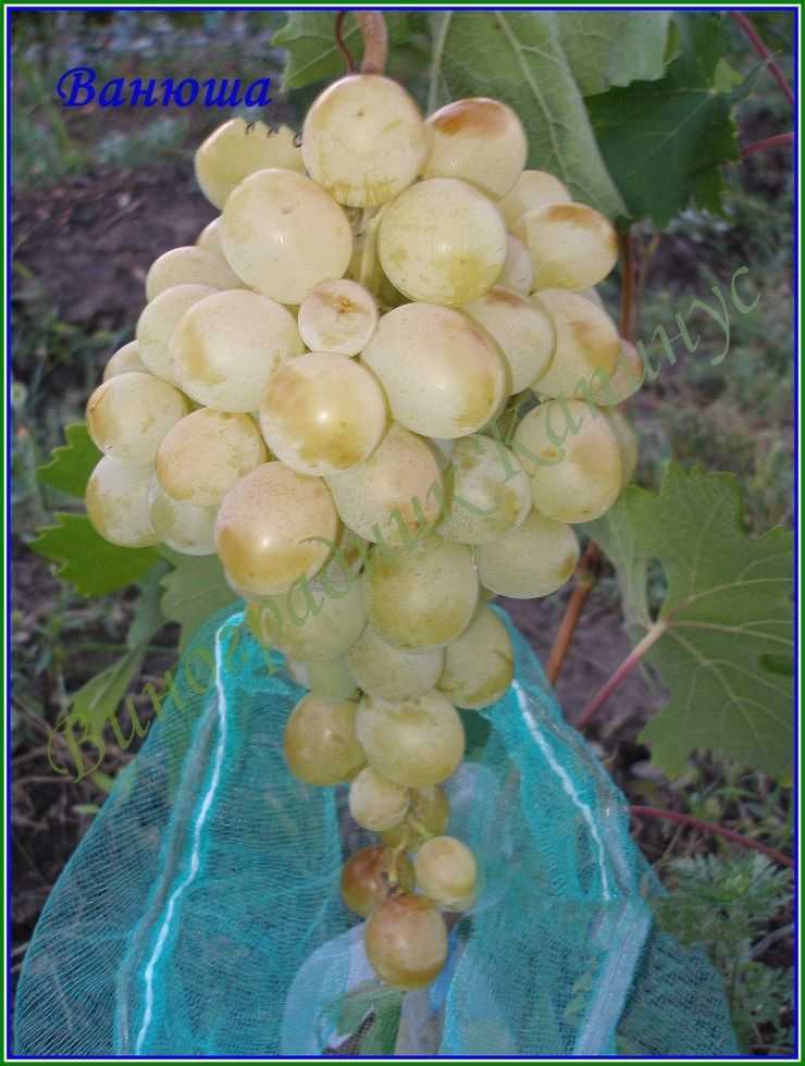 Виноград ванюша - мир винограда - сайт для виноградарей и виноделов