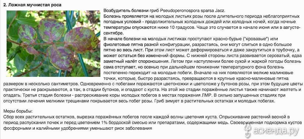 Роса мучнистая на зерновых культурах | справочник пестициды.ru