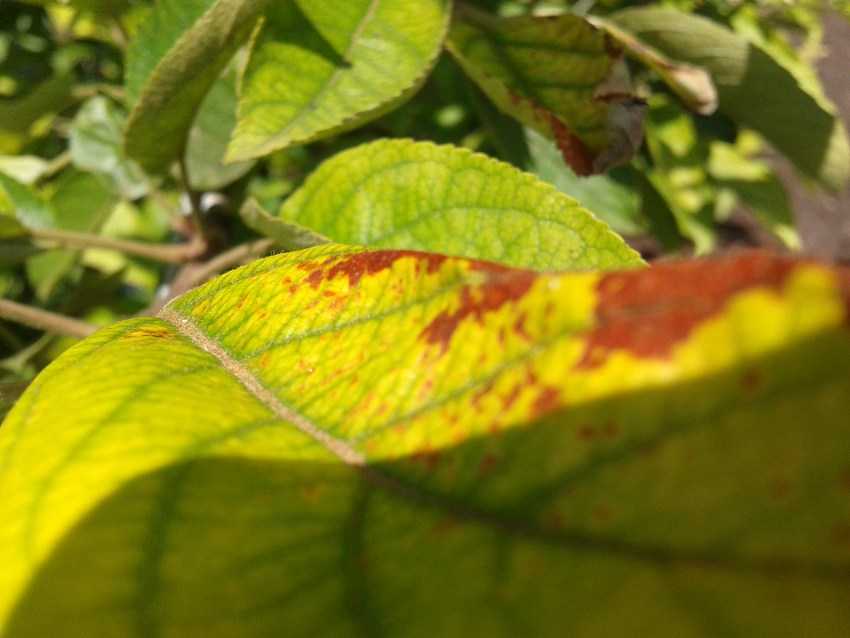 Почему гибнет вишня, сохнут и желтеют листья?