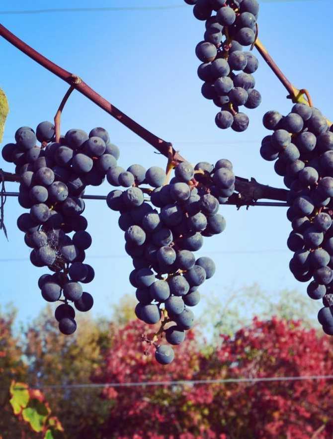 Описание сорта винограда саперави северный: фото и отзывы | vinograd-loza