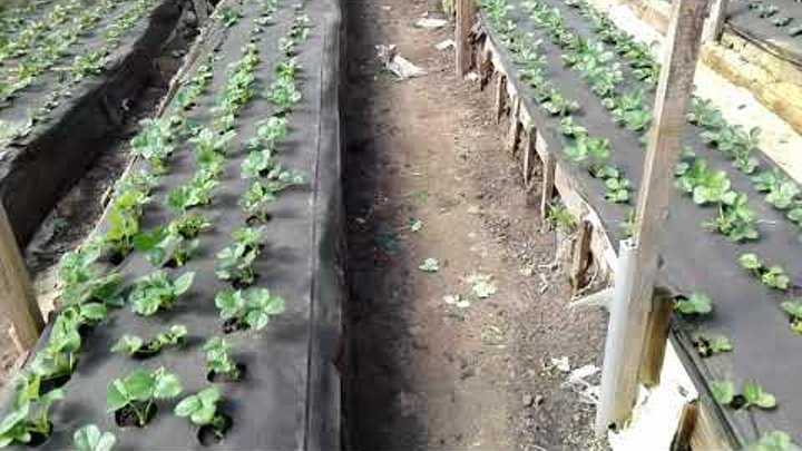 Выращивание клубники | как правильно выращивается клубника разных сортов (85 фото)