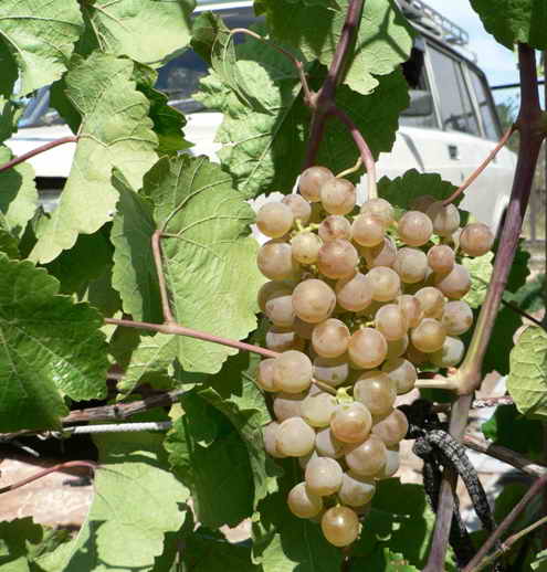 Все этапы выращивания винограда от а до я