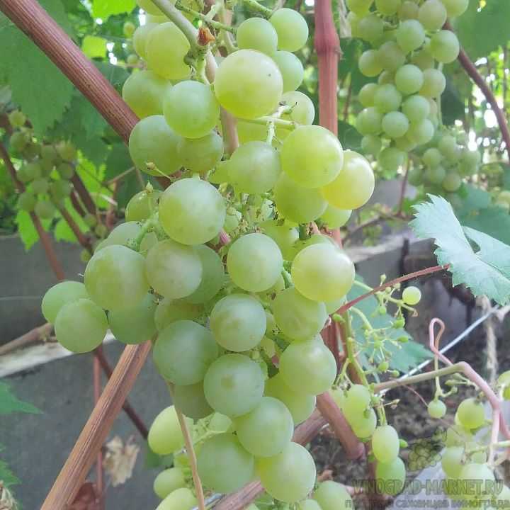 Сорта винограда для сибири: описание сортов и особенности ухода