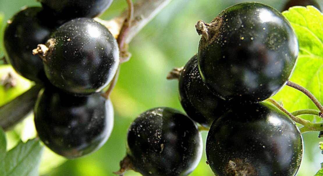 Технология выращивания черной смородины: описание сортов, посадка, уход, размножение