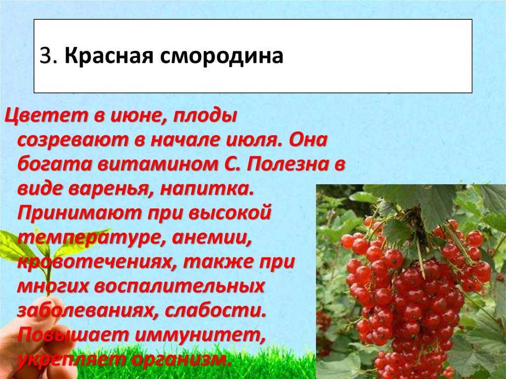 Смородина красная сахарная: описание сорта, фото, отзывы