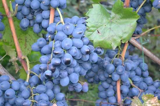 Виноград молдова – описание сорта, отзывы, обрезка и уход за кустом + фото