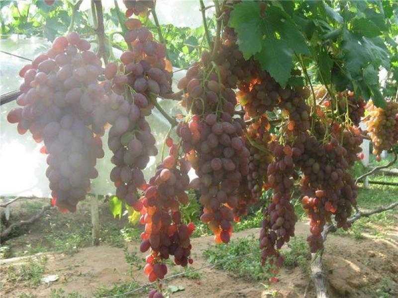 ✅ виноград румба описание сорта фото отзывы видео. виноград румба: особенности сорта и условия для выращивания - живой-сад.рф