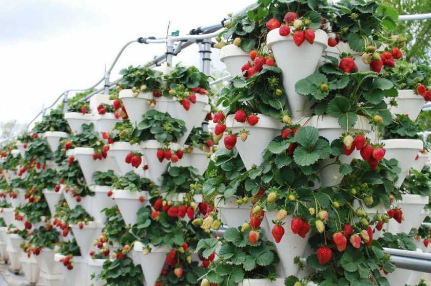 Клубника в горшках: ароматный урожай на балконе и на подоконнике. как выращивать клубнику в горшках, чтоб цвела и плодоносила