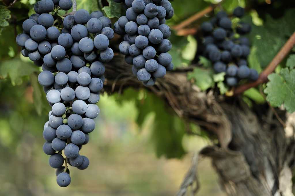 Виноград саперави: характеристика сорта